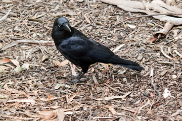 the australian raven is looking for food