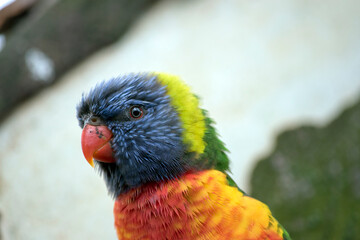 this is a close up of a rainbow lorikeet