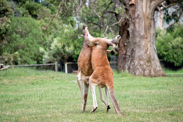 the two red kangaroo are using their tails to balance while kicking