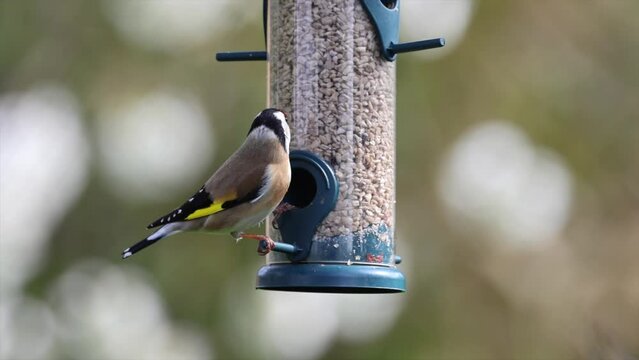 Stieglitz&nbsp;(Carduelis carduelis) 