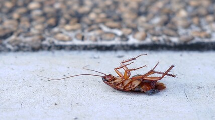 Dead cockroach on the floor after being hit by pesticides