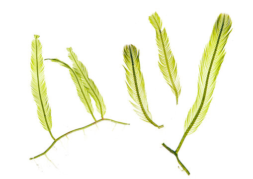 feather algea or caulerpa taxifoli seaweed isolated on white background.