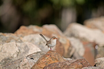 Fototapeta premium the female superb wren is resting on a rock