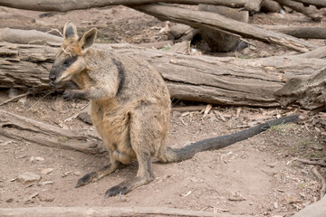 The swamp wallaby has dark brown fur, often with lighter rusty patches on the belly, chest and base of the ears.