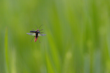 Naklejka premium Gemeiner Weichkäfer (Cantharis fusca)
