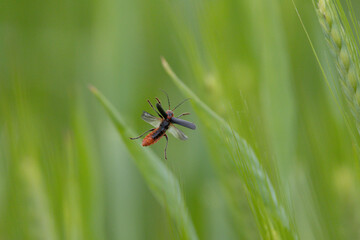 Gemeiner Weichkäfer (Cantharis fusca)