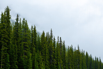 Misty and foggy mountain pine forest in the Canadian Rockies symmetric wallpaper background