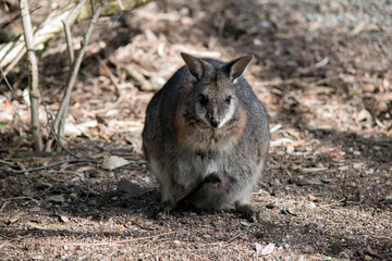 The tammar wallaby has a joey in her pouch with its tail sticking out