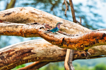 Lilac Breasted Roller displaying its bright colors inside Ngorongoro crater, Tanzania