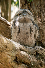 the tawny frogmouth hides in plain sight looking like part of the tree
