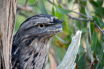 the tawny frogmouth has his eyes wide open alert for danger