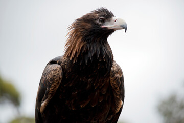 this is a close up of a wedge tailed eagle.