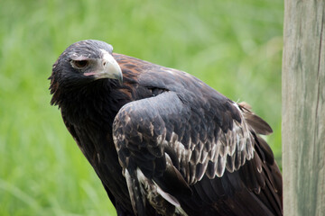 the wedge tailed eagle is looking for prey to catch