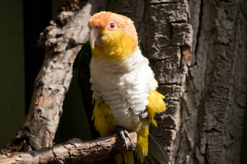 the white bellied caique is perched on a tree