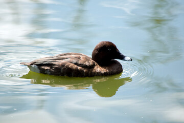 this is a side view of a white eyed duck swimming