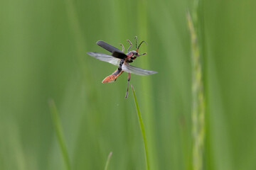 Gemeiner Weichkäfer (Cantharis fusca)