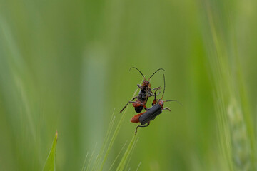 Gemeiner Weichkäfer (Cantharis fusca)