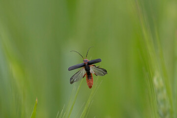 Fototapeta premium Gemeiner Weichkäfer (Cantharis fusca)