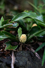 plants in the tokyo town.