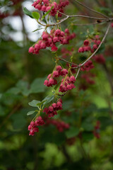 サラサドウダン