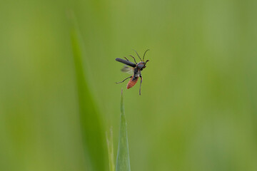 Fototapeta premium Gemeiner Weichkäfer (Cantharis fusca)