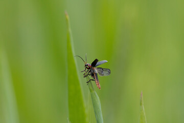 Gemeiner Weichkäfer (Cantharis fusca)