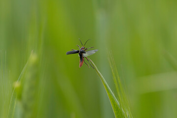 Gemeiner Weichkäfer (Cantharis fusca)