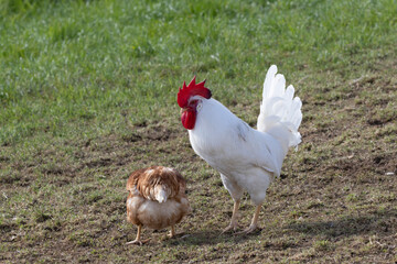 Haushuhn (Gallus gallus domesticus), Hahn