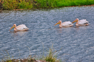 African Pelican Trio in the hippo pool inside Ngorongoro crater, Tanzania