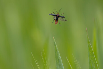 Gemeiner Weichkäfer (Cantharis fusca)