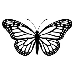 butterfly illustration