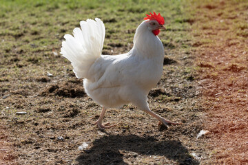 Haushuhn (Gallus gallus domesticus), Hahn