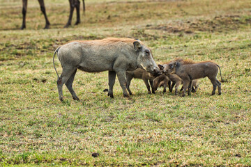 Warthog and its piglets inside Ngorongoro crater, Tanzania