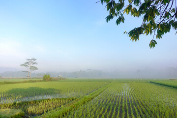 Scenic views of rice fields