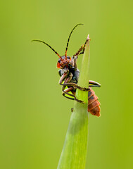 Gemeiner Weichkäfer (Cantharis fusca)