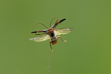 Gemeiner Weichkäfer (Cantharis fusca)