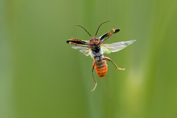 Gemeiner Weichkäfer (Cantharis fusca)