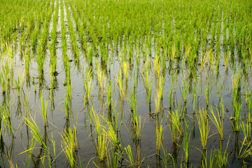 Paddy in the field 
