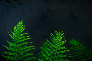 fern leaves