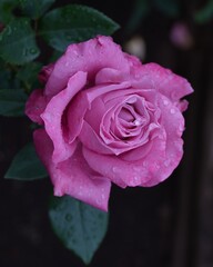 雫に飾られた美しいバラ