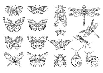 Collection of outline butterflies, dragonflies, bumblebees, and snails. Vector illustrations.