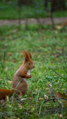 Side view of a Red Squirrel Sitting and Looking - Stock Photo