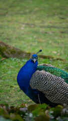 Fototapeta premium Side view of Indian Peafowl Portrait - Stock Photo