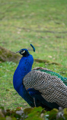 Side view of Indian Peafowl Portrait - Stock Photo