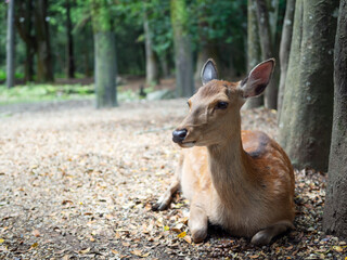 休憩をするなら公園の鹿