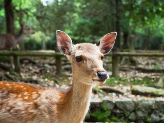 奈良公園の可愛い鹿