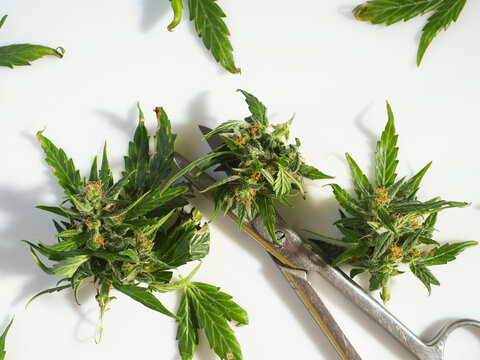Cannabis buds and scissors on a white background. Medicinal indica with CBD.
