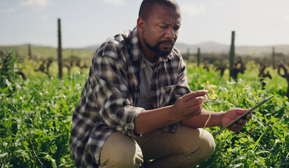 Farm, tablet and a black man on a field for agriculture, sustainability or innovation during...