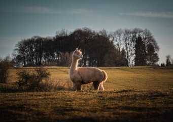 Alpakas im warmen Sonnenlicht