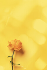Fototapeta premium Minimal monochrome flatlay Yellow delicate wild flower peony on yellow background, sun flare, aesthetic botanical design top view, natural blooming summer bloom, holiday card, nature poster